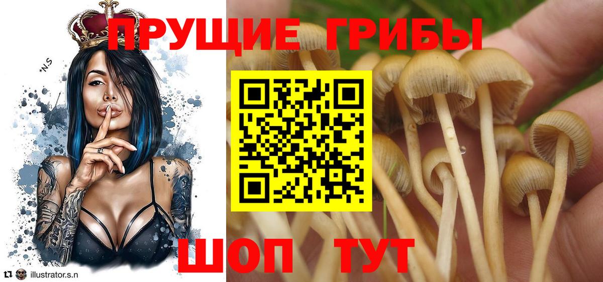 Галлюциногенные грибы Psilocybe Анжеро-Судженск